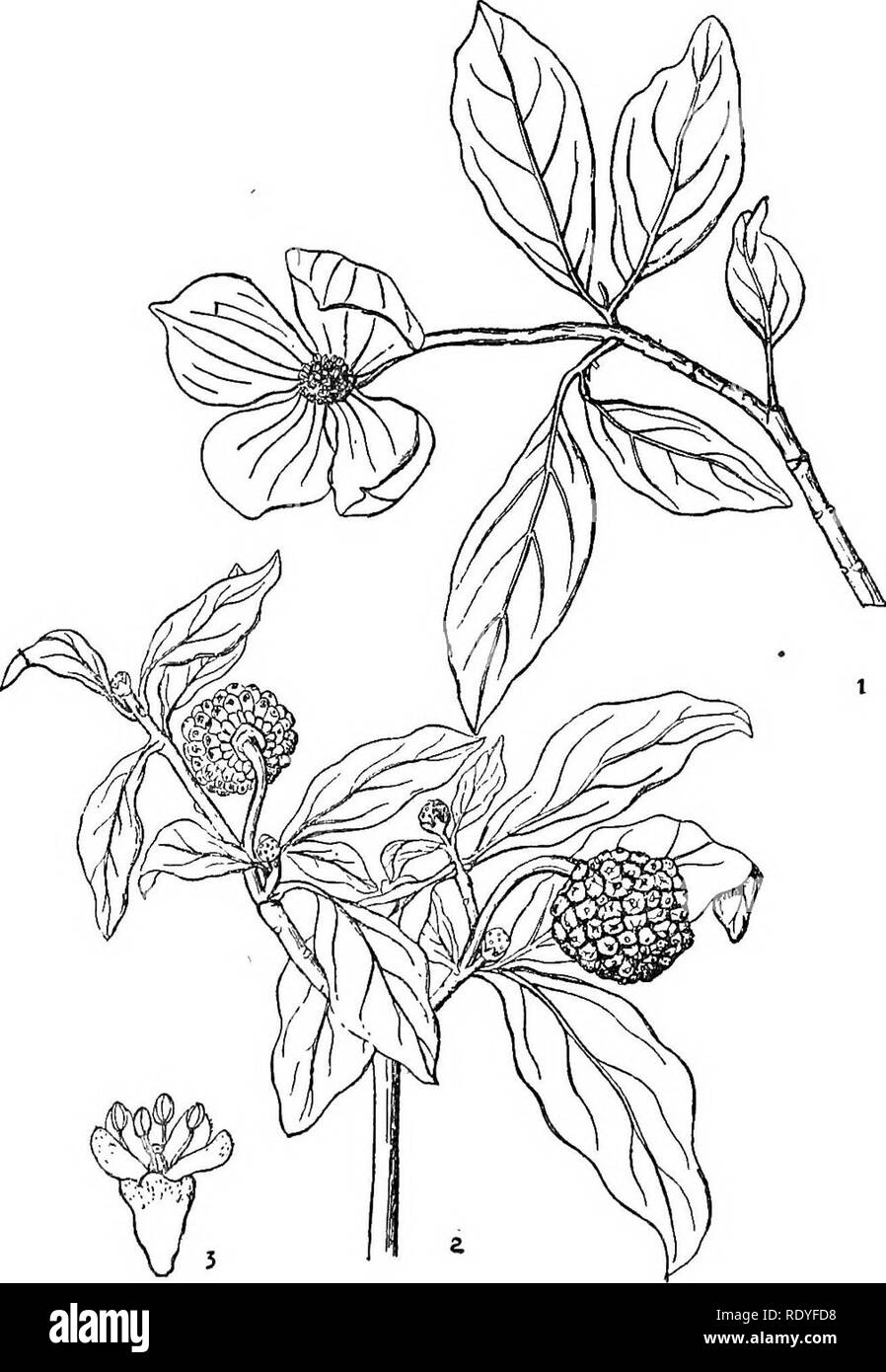 . Chinese economic trees. Trees. OORNACEAE 269. Plate 93. COENUS CAPITATA Wallich 1. Flowering branch; 2. Fruiting branch; 3. Flower, enlarged.. Please note that these images are extracted from scanned page images that may have been digitally enhanced for readability - coloration and appearance of these illustrations may not perfectly resemble the original work.. Chi?e?n, Huan-yung, 1895-. [Shanghai] Printed by the Commercial Press, Ltd Stock Photo