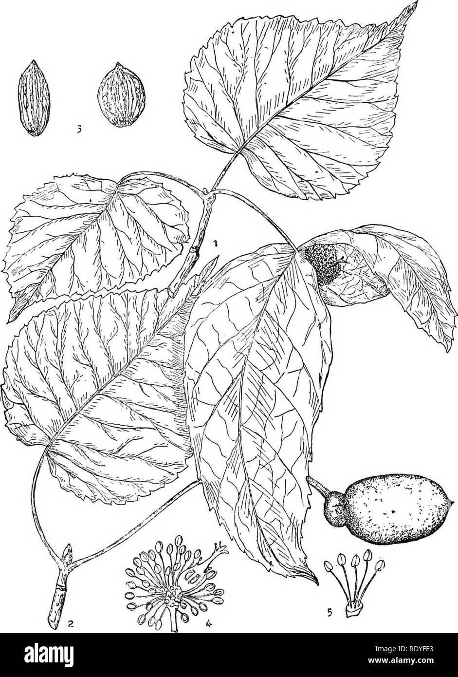 . Chinese economic trees. Trees. 262 CHINESE ECONOMIC TEEES. Plate 90. DAVIDIA INVOLUCRATA Daillon 1. Flowering branch; 2. Fruiting branch; 3. Seeds; 4. Inflorescence 5. Staminate flower. (5 enlarged.). Please note that these images are extracted from scanned page images that may have been digitally enhanced for readability - coloration and appearance of these illustrations may not perfectly resemble the original work.. Chi?e?n, Huan-yung, 1895-. [Shanghai] Printed by the Commercial Press, Ltd Stock Photo