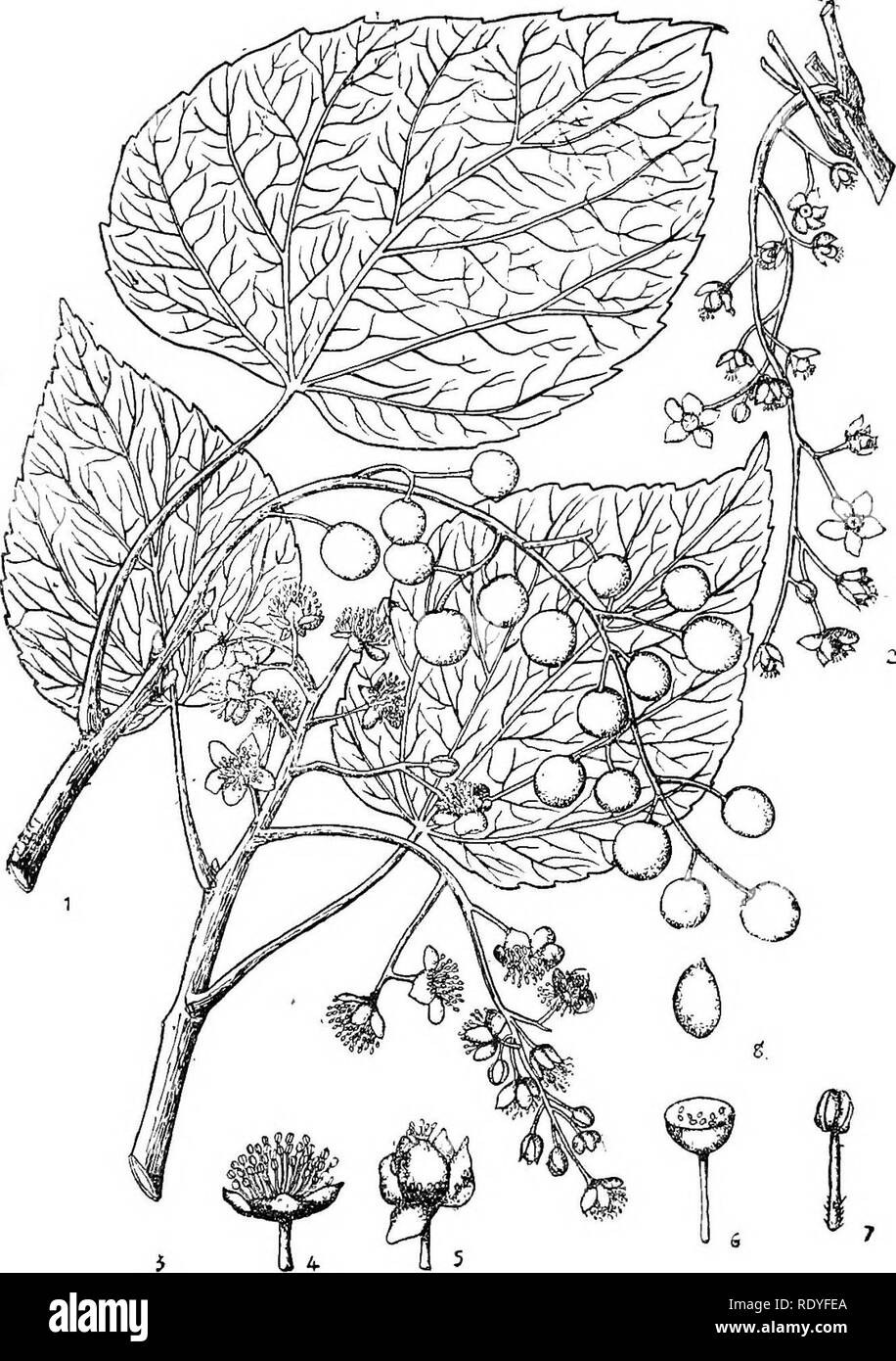 . Chinese economic trees. Trees. FLACOURTIACEAE 255. Plate 88. IDESIA POLYCARPA Maximowicz 1. Fruiting branch ; 2. Pistillate inflorescence ; 3. Staminate inflores- cence ; 4. Staminate flower ; 5. Pistillate flower; 6. Section of fruit; 7. Stamen ; 8. Seed. (Details enlarged.). Please note that these images are extracted from scanned page images that may have been digitally enhanced for readability - coloration and appearance of these illustrations may not perfectly resemble the original work.. Chi?e?n, Huan-yung, 1895-. [Shanghai] Printed by the Commercial Press, Ltd Stock Photo