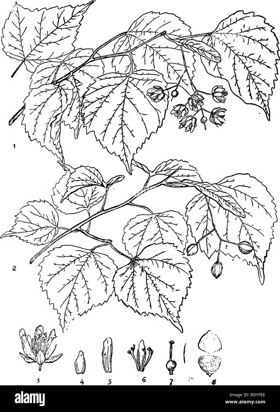 . Chinese economic trees. Trees. 246 CHINESE ECONOMIC TREES. Plate 87. TILIA MONGOLICA Maximowicz 1. Flowering branch; 2. Fruiting branch; 3. Flower; 4 &amp; 5. Petals; 6. Petals and Stamen ; 7. Pistil; 8. Section of fruit. (Details enlarged.) After Faxon.. Please note that these images are extracted from scanned page images that may have been digitally enhanced for readability - coloration and appearance of these illustrations may not perfectly resemble the original work.. Chi?e?n, Huan-yung, 1895-. [Shanghai] Printed by the Commercial Press, Ltd Stock Photo