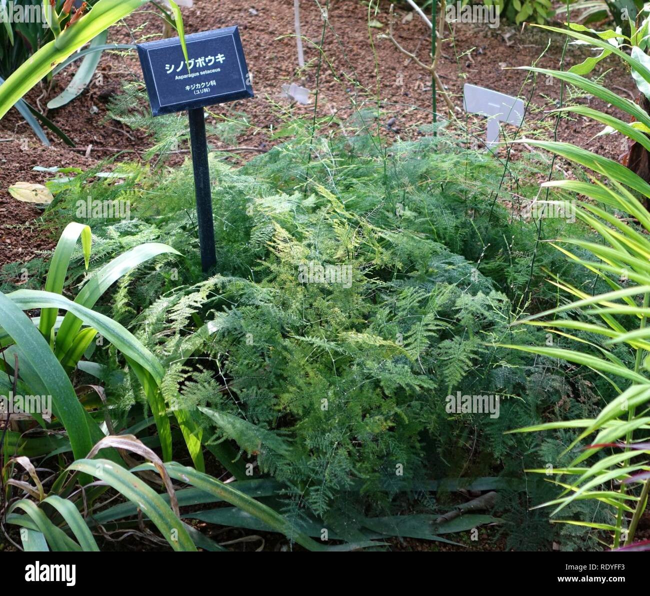 Asparagus Setaceus Shinjuku Gyo En Greenhouse Tokyo Japan Stock Photo Alamy