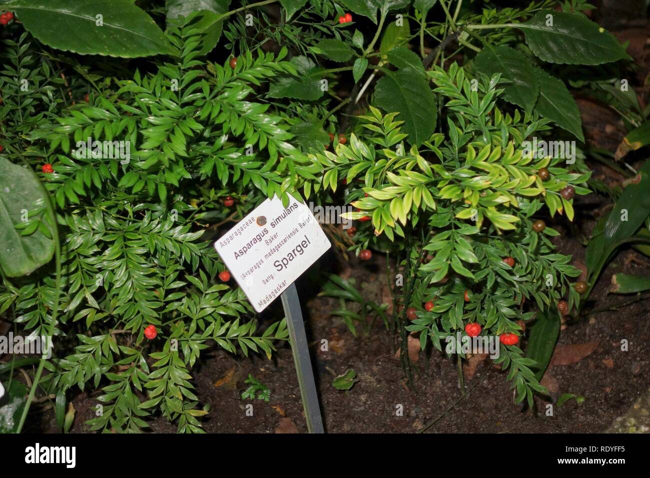 Asparagus Simulans Botanischer Garten Dresden Germany Stock