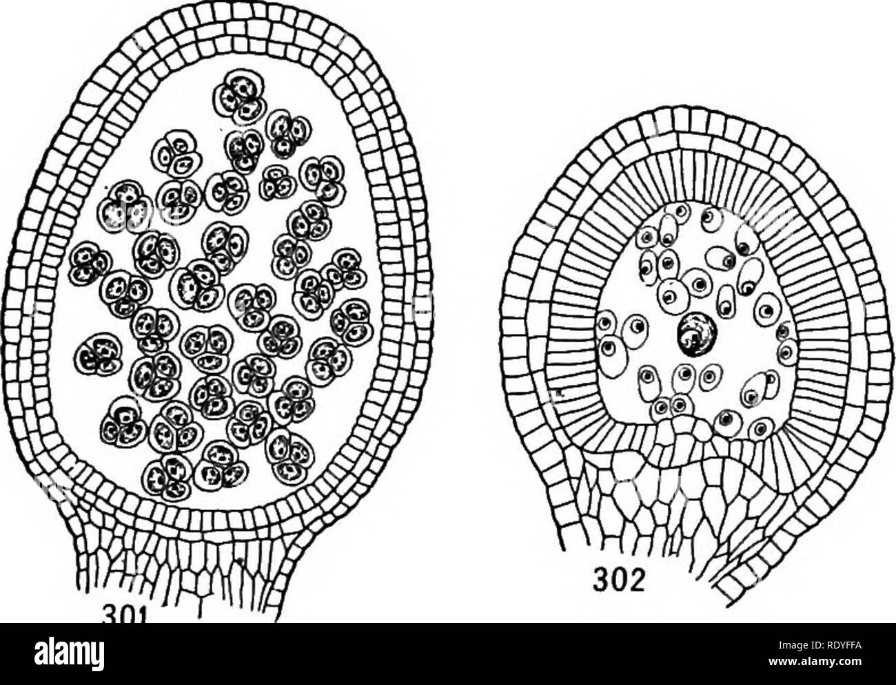 . A textbook of botany for colleges and universities ... Botany. Figs. 298-300. — Sporangium of SelagineUa: 298, section through tip of strobilus, showing young sporangium (two shaded cells) on stem, and below it a young sporo- phyll; 299, further development of sporangium; the superficial cell of the sporophyll containing a nucleus is to give rise to the ligule; 300, sporangium in the mother cell stage. — 298 and 299, after Miss LyoN. large mother cell and a tetrad of four very large spores. In some cases, although a tetrad of spores is started, two or three of them may not develop further, r Stock Photo