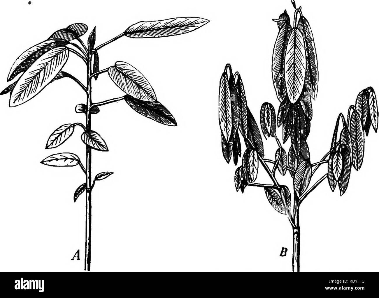 . Plant physiology. Plant physiology. Fig. 159.- -Epidermal cell of staminal filament of Opuntia vulgaris, showing a contact papilla. {After Haberlandt.) Filaments of the Cynareas {Centaurea jacea, for example) and some other groups of plants also respond to contact stimuli. They contract when weak pressure is applied, the shortening being accompanied, as in the Mimosa pul-. FlG. 160. Two branches of Desmodium gyrans. A, in day position; B, in night position. (After Darwin.) vinus by an extrusion of water into the intercellular spaces. The epidermal cells of the filaments have especially sensi Stock Photo