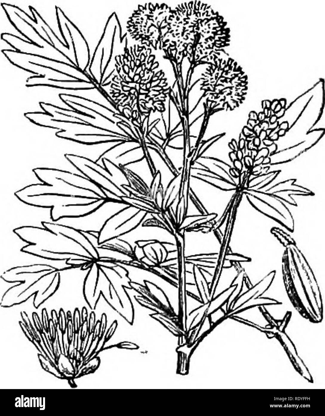 . Illustrations of the British flora: a series of wood engravings, with dissections, of British plants. Botany; Botany. 3. Thalictrum minus. 4, Thalictrum flavum.. Please note that these images are extracted from scanned page images that may have been digitally enhanced for readability - coloration and appearance of these illustrations may not perfectly resemble the original work.. Fitch, W. H. (Walter Hood), 1817-1892; Smith, Worthington George, 1835-1917; Bentham, George, 1800-1884. Handbook of the British flora. London, L. Reeve &amp; Co. Stock Photo