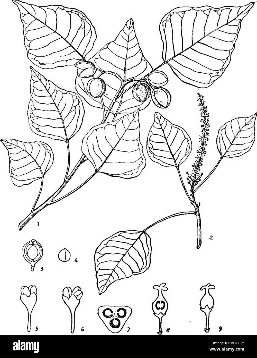 . Chinese economic trees. Trees. EUPHORBIA.CEAE 213. Plate 76. SAP1UM SEBIFERUM Roxburgh 1. Fruiting branch; 2. Flowering branch; 3. Section of fruit; 4. Seed; 5,6. Staminate flower; 7. Section of ovary; 8. Pistillate flower sectioned; 9. Pistillate flower (Details enlarged.). Please note that these images are extracted from scanned page images that may have been digitally enhanced for readability - coloration and appearance of these illustrations may not perfectly resemble the original work.. Chi?e?n, Huan-yung, 1895-. [Shanghai] Printed by the Commercial Press, Ltd Stock Photo