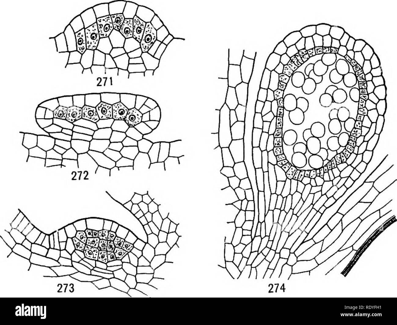 . A textbook of botany for colleges and universities ... Botany. I2&amp; MORPHOLOGY 270, 271, 272). The outer cells are the primary wall cells, which by subsequent divisions give rise to a sporangium wall of at least three layers of cells. The inner cells are the primary sporogenous cells, which by subsequent divisions give rise to a considerable mass of sporogenous tissue (fig. 273). This method of sporangium formation, by which the inner cells, following periclinal division of the superficial initials, give rise to the sporogenous tissue, is called the eusporangiate method, and plants exhibi Stock Photo