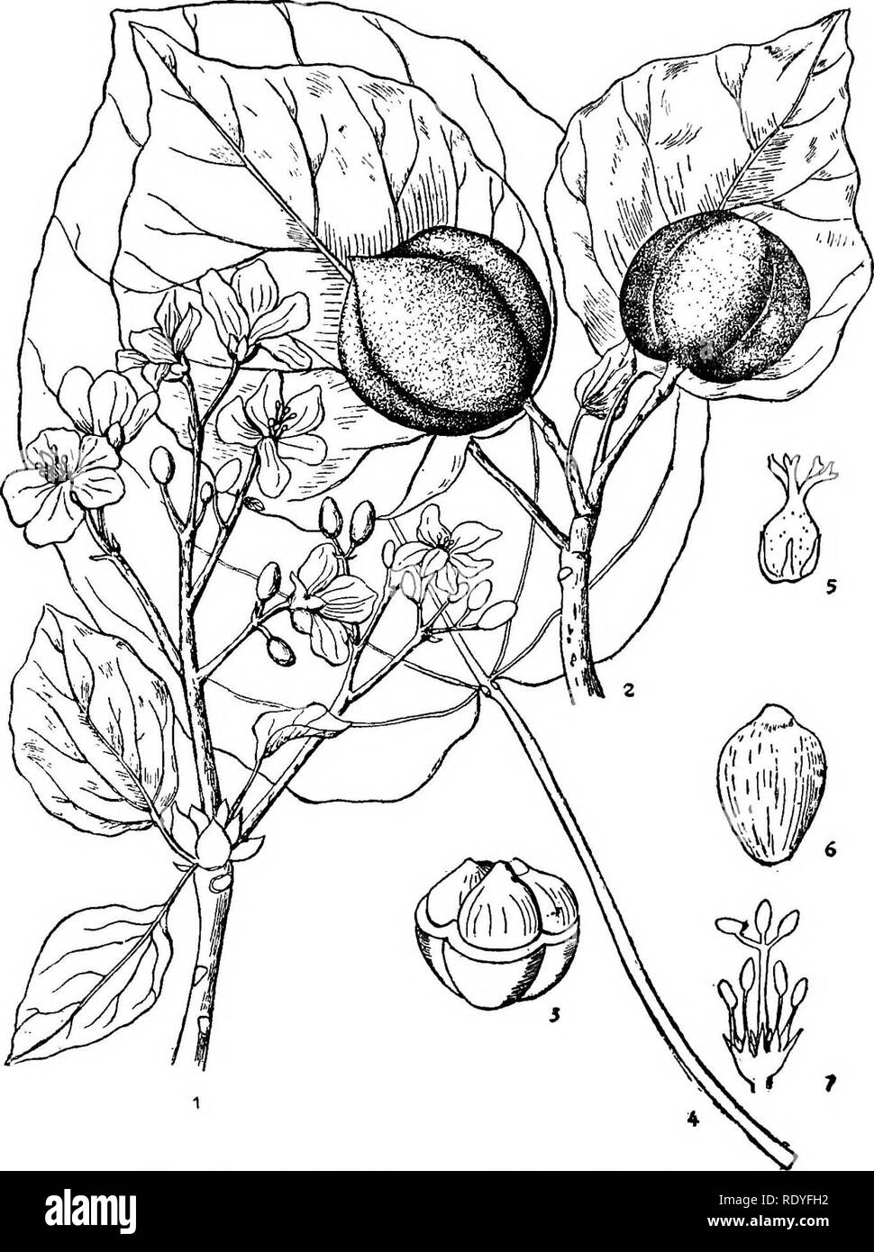 . Chinese economic trees. Trees. EUPHORBIA CEAE 209. Plate 75. ALEURITES FORDII Hemsley 1. Flowering branch: 2. Fruiting branch; 3. Section of fruit; 4, Leaf; 5. Pistillate flower; 6. Seed; 7. Pistillate flower. (5 and 7 adapted from Botanical Magazine, slightly enlarged.). Please note that these images are extracted from scanned page images that may have been digitally enhanced for readability - coloration and appearance of these illustrations may not perfectly resemble the original work.. Chi?e?n, Huan-yung, 1895-. [Shanghai] Printed by the Commercial Press, Ltd Stock Photo