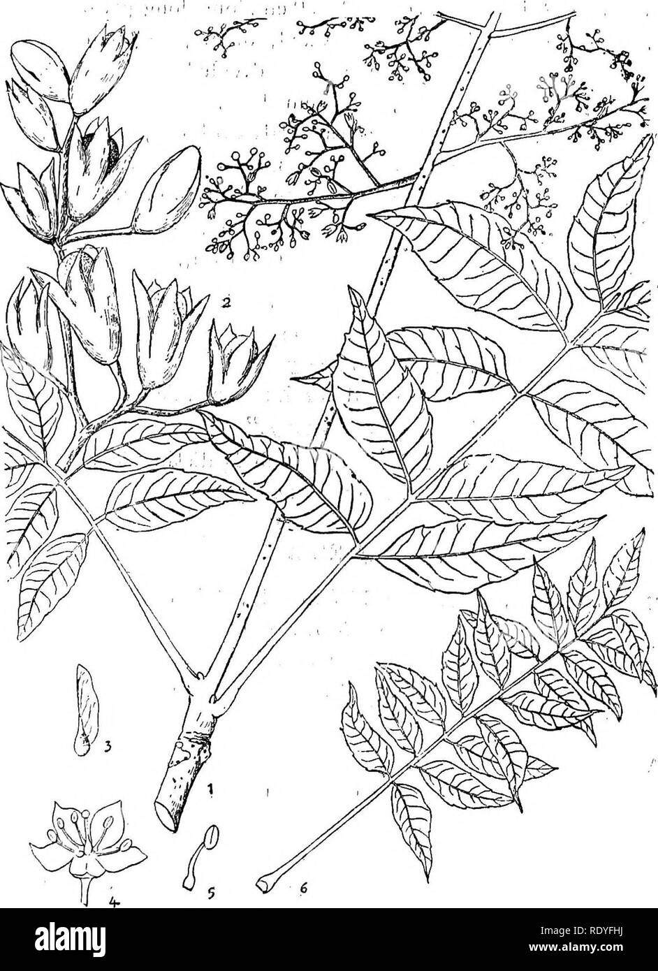 . Chinese economic trees. Trees. HQ4 CHINESE, E.CONOiMJC TREES. Plate 73. CEDRELA SINENSIS Jussieu 1. Flowering branch; 2. Fruits; 3. Seed; 4. Flower; 5. Stamen; 6. Leaf, much reduced. (Details enlarged.;. Please note that these images are extracted from scanned page images that may have been digitally enhanced for readability - coloration and appearance of these illustrations may not perfectly resemble the original work.. Chi?e?n, Huan-yung, 1895-. [Shanghai] Printed by the Commercial Press, Ltd Stock Photo