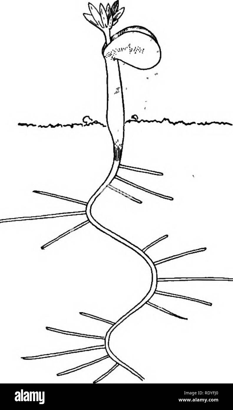 . Plant physiology. Plant physiology. 270 PHYSIOLOGY OF GROWTH AND CONFIGURATION tion (Fig. 146, A), but forms thin hyphae with pointed branches in peptone solution (Fig. 146, Â£).' The hay bacillus {Bacillus suhlilis) shows pronounced polymorphism, ac- cording to the medium in which it grows.^ In a slightly alkaline, s-per cent, solution of beef-extract the cells are rod-shaped, 6-10 m long and 0.5 m in diam- eter (Fig. 147, I, a). In neutral, s-per cent, sugar solution, containing also o.i per cent, of beef-extract, the cells are shorter and thicker, 4-6 m long and 0.8 ^ in diameter (Fig. 14 Stock Photo