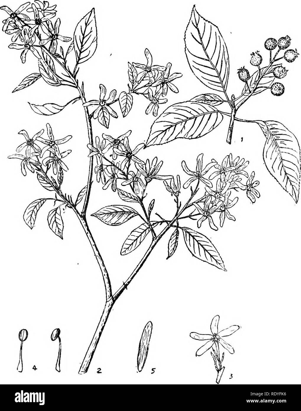 . Chinese economic trees. Trees. ROSACEAE 169. Plate 62. AMELANCHIER SINICA Chun 1. Fruiting branch; 2. Flowering branch ; 3. Flower ; 4. Stamens ; 5. Petal. (1 and 5 enlarged.). Please note that these images are extracted from scanned page images that may have been digitally enhanced for readability - coloration and appearance of these illustrations may not perfectly resemble the original work.. Chi?e?n, Huan-yung, 1895-. [Shanghai] Printed by the Commercial Press, Ltd Stock Photo