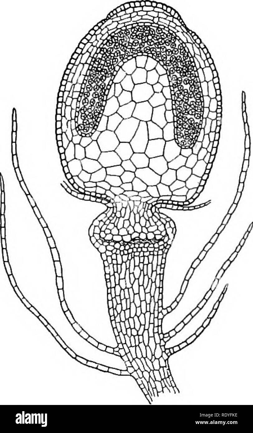 . A textbook of botany for colleges and universities ... Botany. 114 MORPHOLOGY. ing in function the suppressed seta. It is formed by the elongation of the axis of the leafy branch beneath the sporophyte, and as it bears the capsule at its summit, it resembles an ordinary elongated seta (fig. 250). Of course the foot of the sporophyte is embedded in its tip. Conclusions.—The Sphagnales present a remarkable mixture of liverwort and moss characters. The simple thallus body of the gametopT]jte.iSaembies that of the anacrog3mous Jungermanniales; the^ecial leafy sFx^^^BrancKes su^est^the aLi'Ogyaou Stock Photo