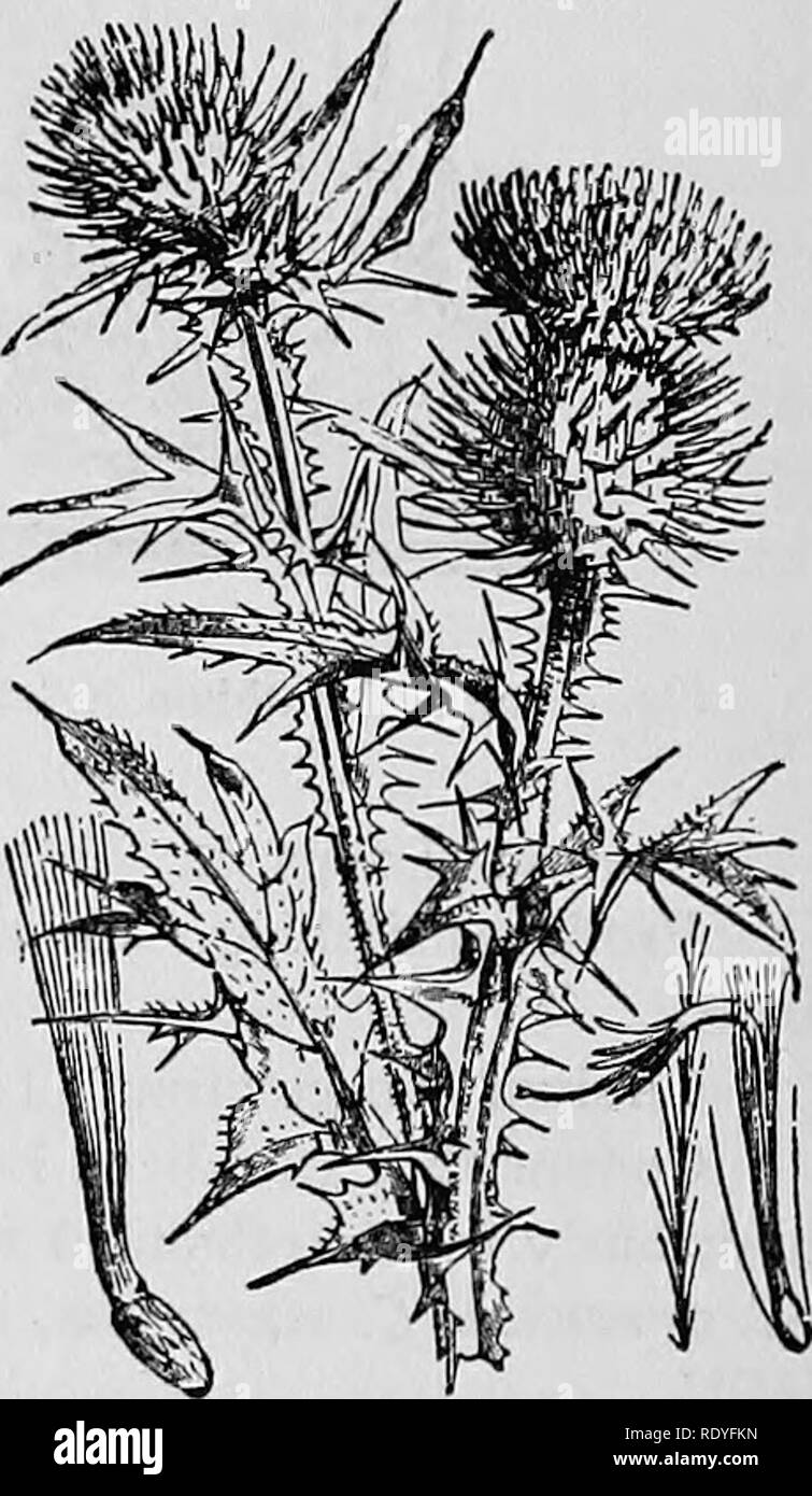 . A manual of poisonous plants, chiefly of eastern North America, with brief notes on economic and medicinal plants, and numerous illustrations. Poisonous plants. Fig. 19p. Sneezeweed {Helenium tenuifoHum). Poisonous. Fig. 19q. Bull Th^tle. iCirsium lanceolatum}. Mechanical injuries.. Please note that these images are extracted from scanned page images that may have been digitally enhanced for readability - coloration and appearance of these illustrations may not perfectly resemble the original work.. Pammel, L. H. (Louis Hermann), 1862-1931. Cedar Rapids, Ia. , The Torch Press Stock Photo