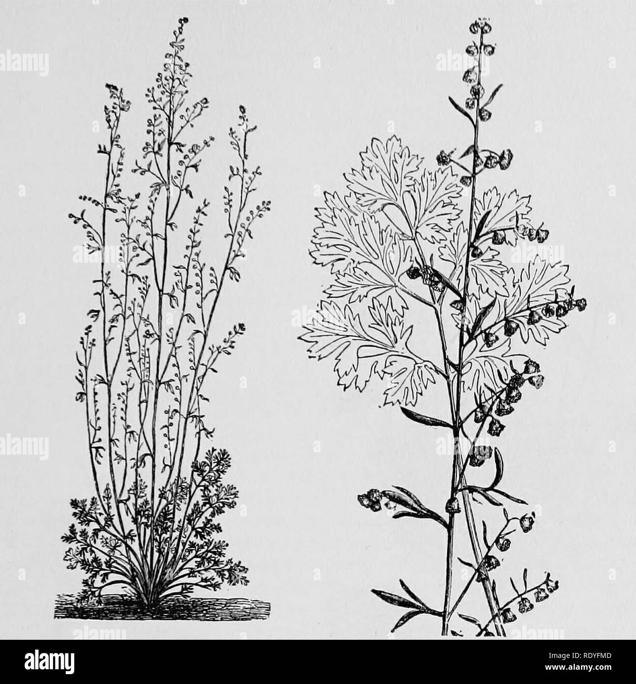. A manual of poisonous plants, chiefly of eastern North America, with brief notes on economic and medicinal plants, and numerous illustrations. Poisonous plants. IMPORTANT POISONOUS PLANTS 141. Fig. 19o. Absinthium (.Artemisia absinthium). Plant, leaves, and flowering branch. (Faguet). Arctium Lappa L. Burdock. Produces itching. Contains the alkaloid lappine. Common weed in the U. S. Cirsium lanceolatum (L.) Hill. Bull Thistle. Commonly naturalized in the north from the Atlantic to the Pacific. It acts injuriously in a mechanical way. Other species like C. Nelsoni, Canada Thistle (C. arvense) Stock Photo