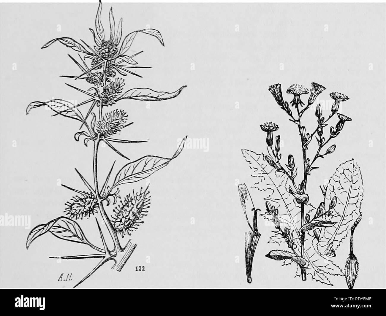 . A manual of poisonous plants, chiefly of eastern North America, with brief notes on economic and medicinal plants, and numerous illustrations. Poisonous plants. IMPORTANT POISONOUS PLANTS 137 Composiiae. Composite Family. Lactuca Scariola L. Prickly Lettuce. Common across the continent, also the var. Integra. Said to be poisonous. Cichorium Intybus L. Chicory. It has become widely naturalized in the north and west. When fed in large quantities to dairy cattle it imparts a bitter flavor to the milk and butter. It contains the bitter glucoside chicorin. Iva xanthiifolia Nutt. Marsh Elder. Half Stock Photo