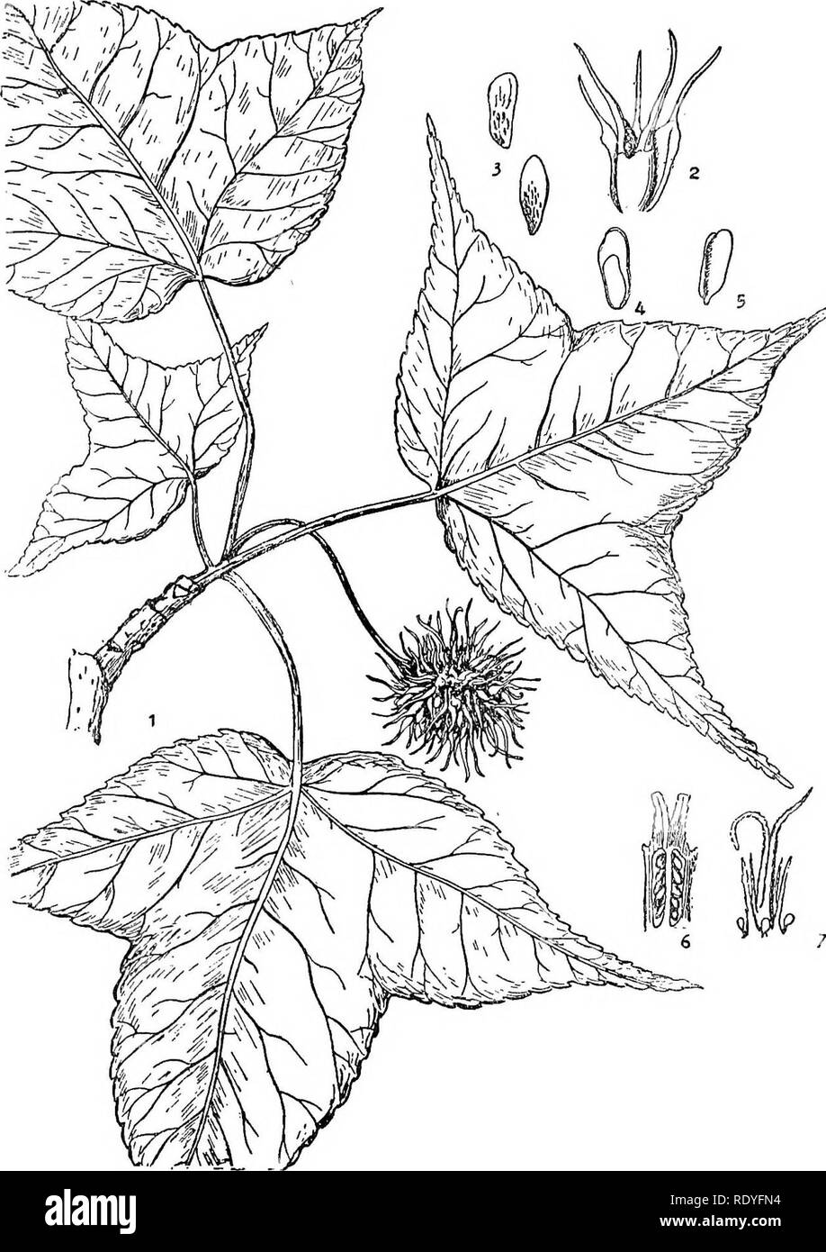 . Chinese economic trees. Trees. HAMAMELIDACEAE 143. Plnte 54. LIQUIDAMBAR FORMOSANA Hance 1. Fruiting branch; 2. Mature fruit; 3. Seeds; 4. Section of fruit; 5. Embryo; 6. Section of ovary; 7. Style and staminodes. (Details adapted from Hooker's &quot;Icones Plantarum.&quot;). Please note that these images are extracted from scanned page images that may have been digitally enhanced for readability - coloration and appearance of these illustrations may not perfectly resemble the original work.. Chi?e?n, Huan-yung, 1895-. [Shanghai] Printed by the Commercial Press, Ltd Stock Photo