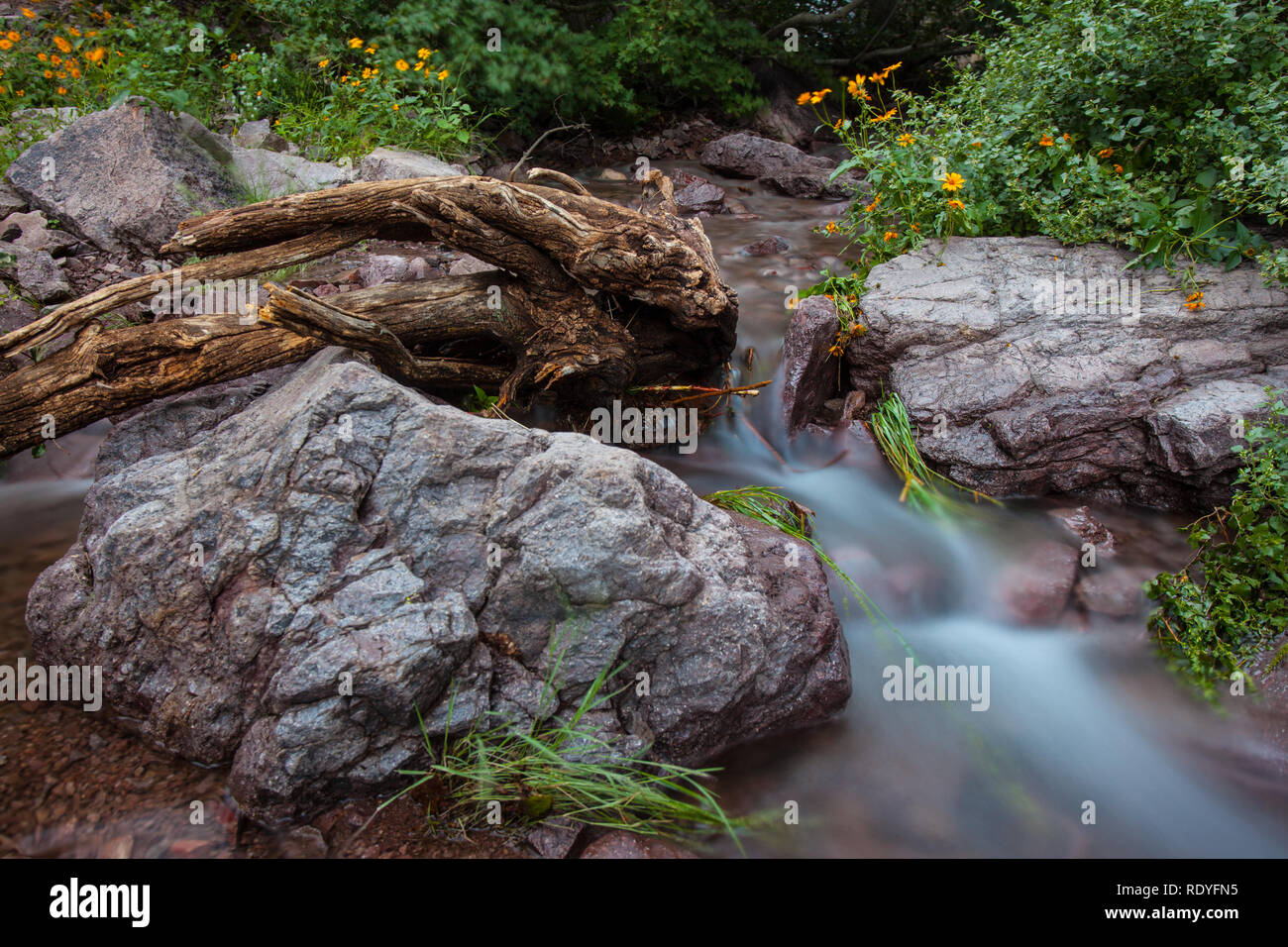 Water flows out of Soledad Canyon, forming an oasis in the desert