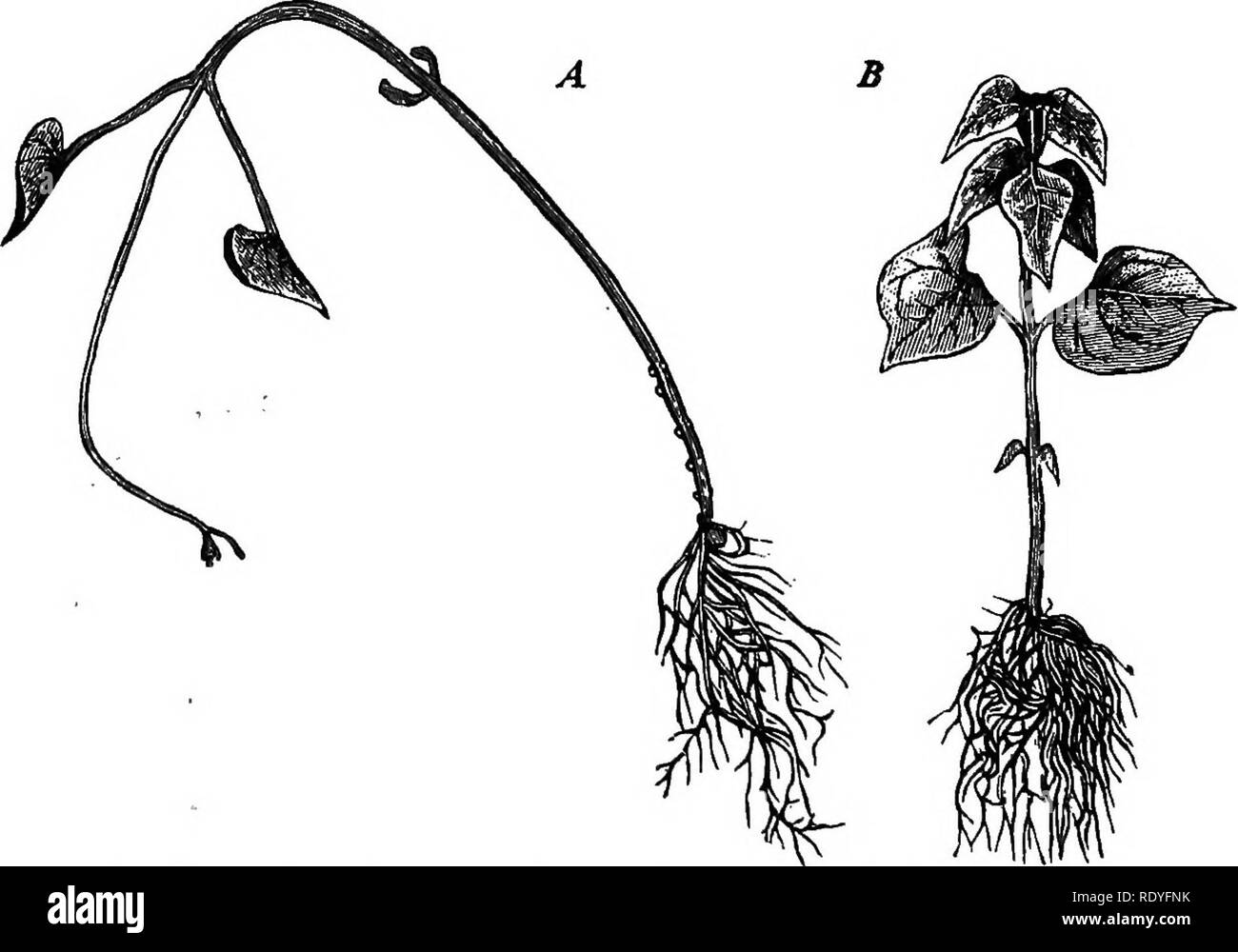 . Plant physiology. Plant physiology. 2S2 PHYSIOLOGY or GROWTH AND CONFIGURATION shown in the etiolated and in the usual condition in Fig. 133.' Most etiolated stems fail to develop lateral branches, but the etiolated potato sprout is an exception to this rule. It has much-elongated internodes and rudimentary leaves, but it bears small lateral branches (Fig. 134)- Many plants that develop only very short stems in light, with leaves in rosettes, like Bellis perennis and Sempervivum (Fig. 123, page 239), form elongated stems in darkness, with spirally arranged leaves. Another group of plants tha Stock Photo