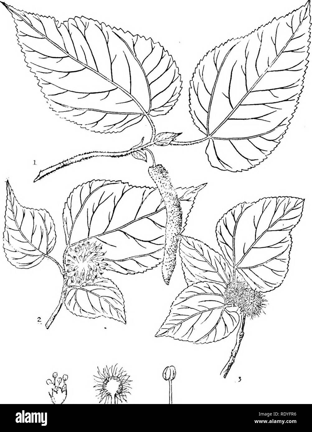 . Chinese economic trees. Trees. CHINESE ECONOMIC TKEES. * &quot;5 &quot;6 Plate 47. BROUSSONETIA PAPYRIFERA L. Heritier Staminate branch ; 2. Fruiting branch; 3. Pistillate branch; 4. Staminate flower; 5. Pistillate flower sectioned; 6. Stamen. (4 and 6 enlarged).. Please note that these images are extracted from scanned page images that may have been digitally enhanced for readability - coloration and appearance of these illustrations may not perfectly resemble the original work.. Chi?e?n, Huan-yung, 1895-. [Shanghai] Printed by the Commercial Press, Ltd Stock Photo