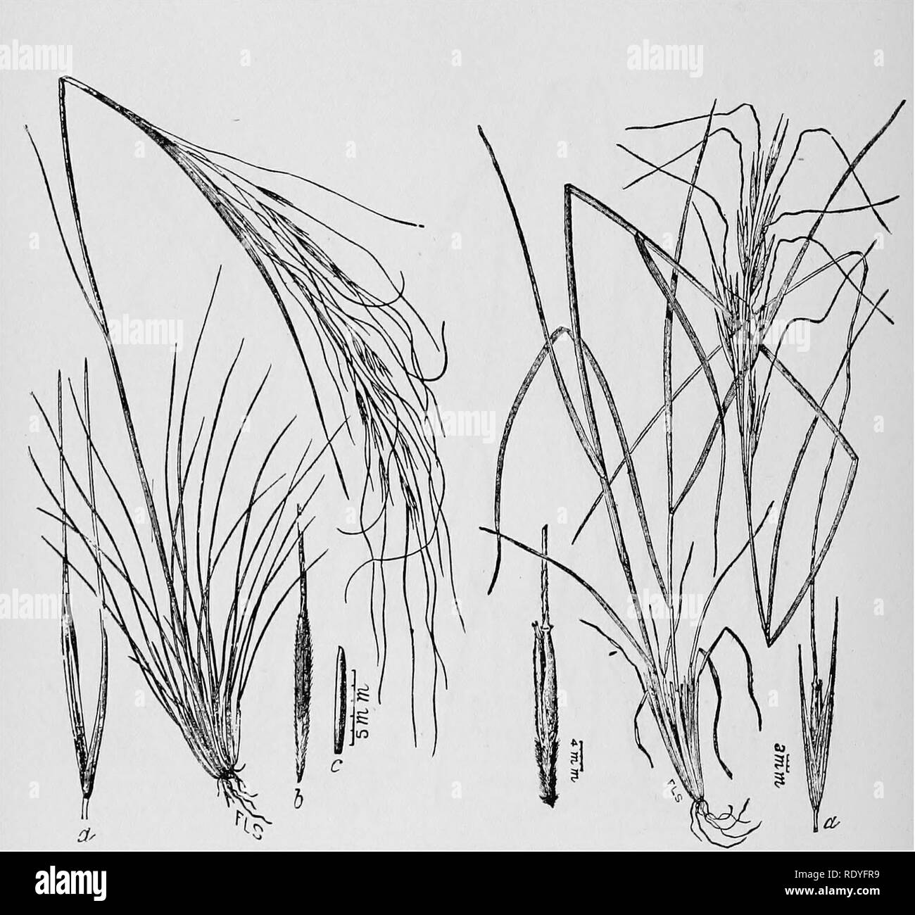 . A manual of poisonous plants, chiefly of eastern North America, with brief notes on economic and medicinal plants, and numerous illustrations. Poisonous plants. 70 MANUAL OF POISONOUS PLANTS. Fig. 18. Needle Grass iStipa comata). U. S. Dept. Agrl. Fig. 18a. Needle Grass (.Stipa spartea) inflicting mechanical injuries. U. S. Dept. Agrl.. Please note that these images are extracted from scanned page images that may have been digitally enhanced for readability - coloration and appearance of these illustrations may not perfectly resemble the original work.. Pammel, L. H. (Louis Hermann), 1862-19 Stock Photo