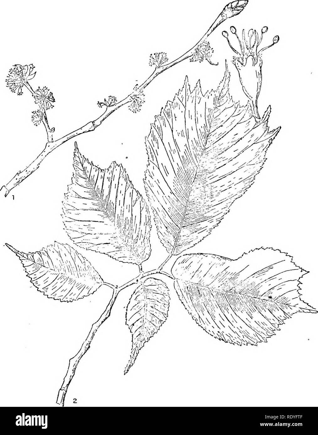 . Chinese economic trees. Trees. ULMACBAE 111. Plate 41. ULMUS LACINIATA Mayr 1. Flowering branch; 2. Sterile branch; 3. Flower, enlarged.. Please note that these images are extracted from scanned page images that may have been digitally enhanced for readability - coloration and appearance of these illustrations may not perfectly resemble the original work.. Chi?e?n, Huan-yung, 1895-. [Shanghai] Printed by the Commercial Press, Ltd Stock Photo