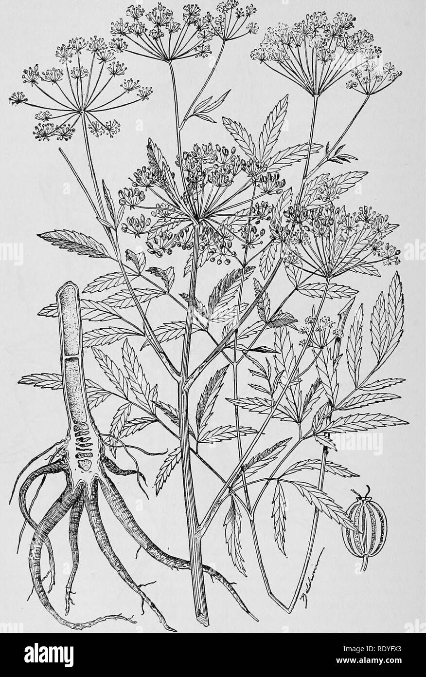 . A manual of poisonous plants, chiefly of eastern North America, with brief notes on economic and medicinal plants, and numerous illustrations. Poisonous plants. 48 MANUAL OF POISONOUS PLANTS. Fig. 15. Cowbane (.Cicuta occidentalis), a deadly poisonous plant. (U- S. Dept. Agrl.)-. Please note that these images are extracted from scanned page images that may have been digitally enhanced for readability - coloration and appearance of these illustrations may not perfectly resemble the original work.. Pammel, L. H. (Louis Hermann), 1862-1931. Cedar Rapids, Ia. , The Torch Press Stock Photo