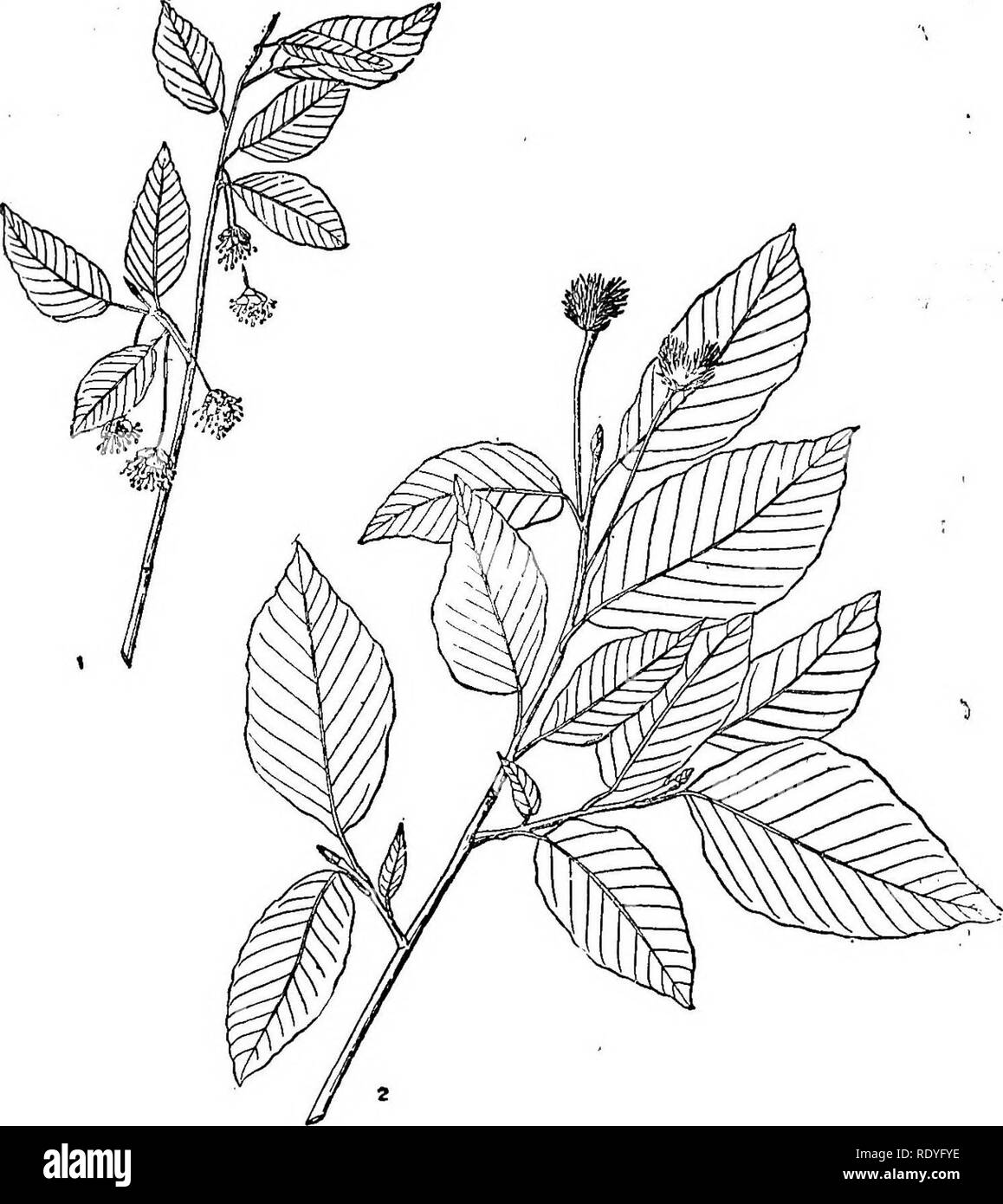 . Chinese economic trees. Trees. FAGACEAE S3. Plate 28. FAGUS ENGLERIANA Seeman 1. Flowering branch; 2. Fruiting branch.. Please note that these images are extracted from scanned page images that may have been digitally enhanced for readability - coloration and appearance of these illustrations may not perfectly resemble the original work.. Chi?e?n, Huan-yung, 1895-. [Shanghai] Printed by the Commercial Press, Ltd Stock Photo