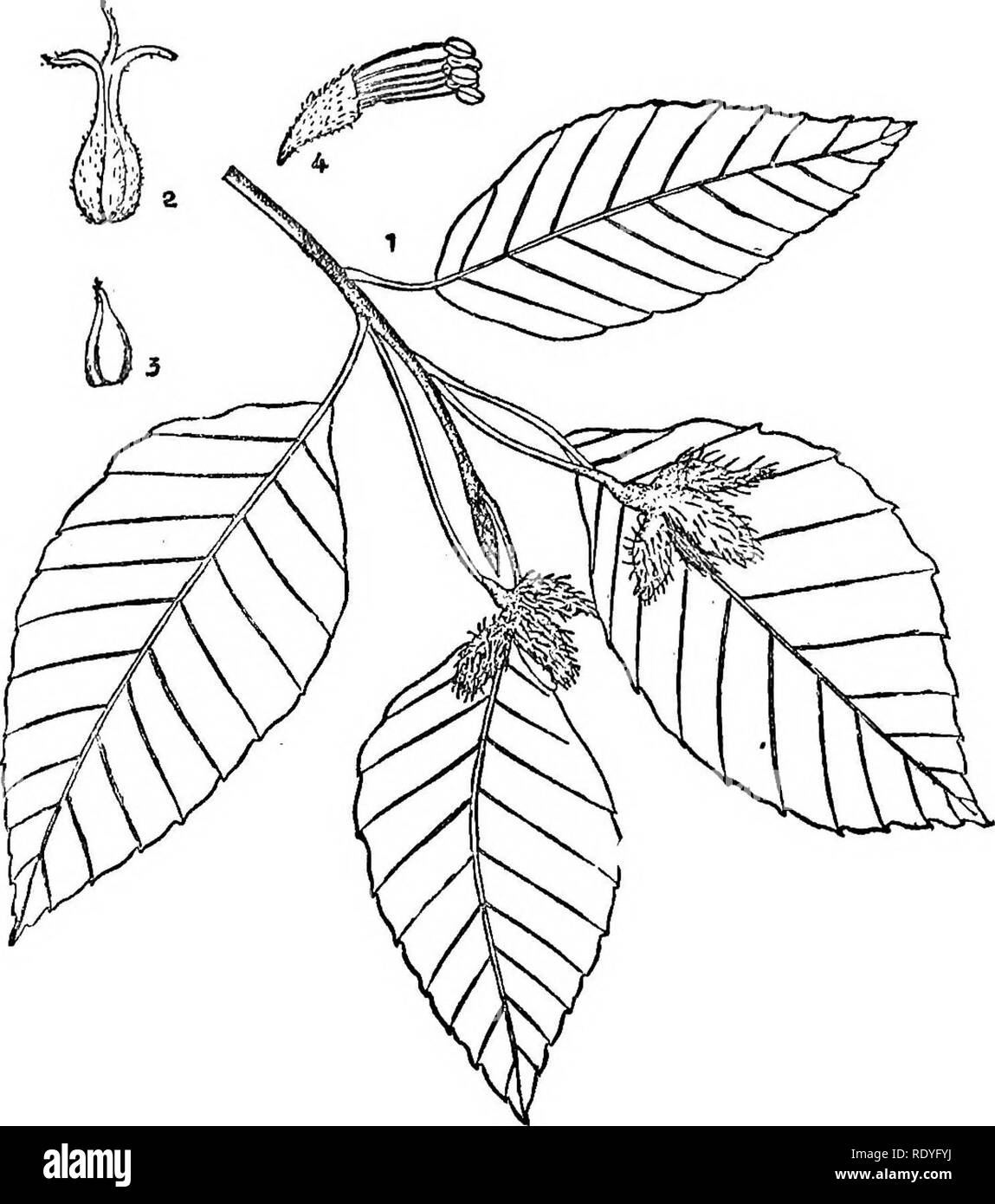 . Chinese economic trees. Trees. FAGACEAE 81. Plate 27. FAGUS SINENSIS Oliver 1. Fruiting branch; 2. Pistillate flower; 3. Seed; 4. Staminate flower. (Details enlarged.). Please note that these images are extracted from scanned page images that may have been digitally enhanced for readability - coloration and appearance of these illustrations may not perfectly resemble the original work.. Chi?e?n, Huan-yung, 1895-. [Shanghai] Printed by the Commercial Press, Ltd Stock Photo