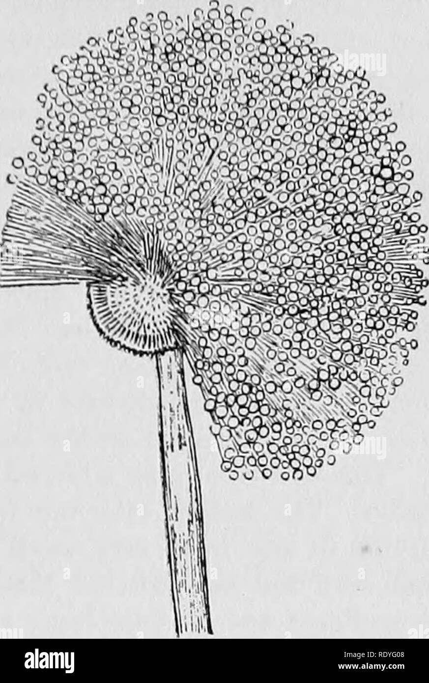 . A manual of poisonous plants, chiefly of eastern North America, with brief notes on economic and medicinal plants, and numerous illustrations. Poisonous plants. A B Fig. 5. A. Aspergillus fumigatus showing coniliophore on right with sterigmata and spores attached on left. B. A. niger showing conidiophore, sterigmata, .and spores attached in chains. After Siebenmann. Pneumonomycosis is a not uncommon disease of domestic Aspergillosis animals caused chiefly by the mould, Aspergillus fumigatus, although the Aspergillus niger is also pathogenic for birds. This disease is most frequent in birds,  Stock Photo