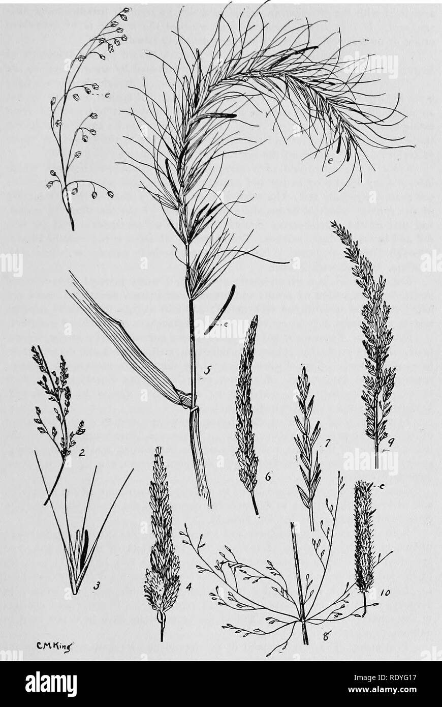 . A manual of poisonous plants, chiefly of eastern North America, with brief notes on economic and medicinal plants, and numerous illustrations. Poisonous plants. FORAGE POISONING ERGOTISM 27. ERGOT ON VARIOUS GRASSES FiB. 4—1. Manna Grass {Glyceria nervata). 2. Blue Grass (Poo). 3. Spikelet of Bottle Crass iAsprella Hystrix). 4. Reed Canary Grass (Phalaris Arundmacea). 5. Wild Rye (Ely- mus robustus). 6. Koeleria. cristata. 7. Wheat Grass {Agropyron Smiihii). 8. Red Top (.Agrostis alba). 9. Blue Joint (.Calamagrostis canadensis). 10. Timothy (Phleum pratense).. Please note that these images a Stock Photo