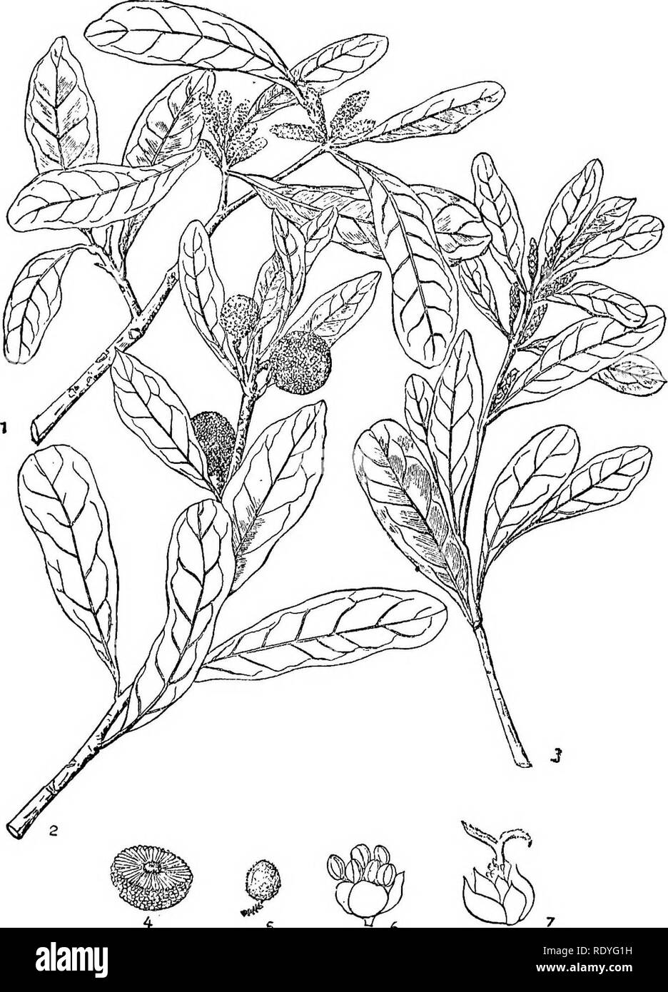 . Chinese economic trees. Trees. CHINESE ECONOMIC TREES. 4 5 &quot;6 Plate 18. MYRICA RUBRA Siebold &amp; Zuccarini Staminate branch ; 2. Fruiting branch ; 3. Pistillate branch; 4. Section of fruit; 5: Seed ; 6. Staminate flower; 7. Pistillate flower. (Details enlarged.). Please note that these images are extracted from scanned page images that may have been digitally enhanced for readability - coloration and appearance of these illustrations may not perfectly resemble the original work.. Chi?e?n, Huan-yung, 1895-. [Shanghai] Printed by the Commercial Press, Ltd Stock Photo
