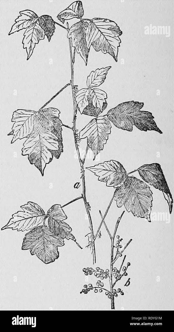 . A manual of poisonous plants, chiefly of eastern North America, with ...
