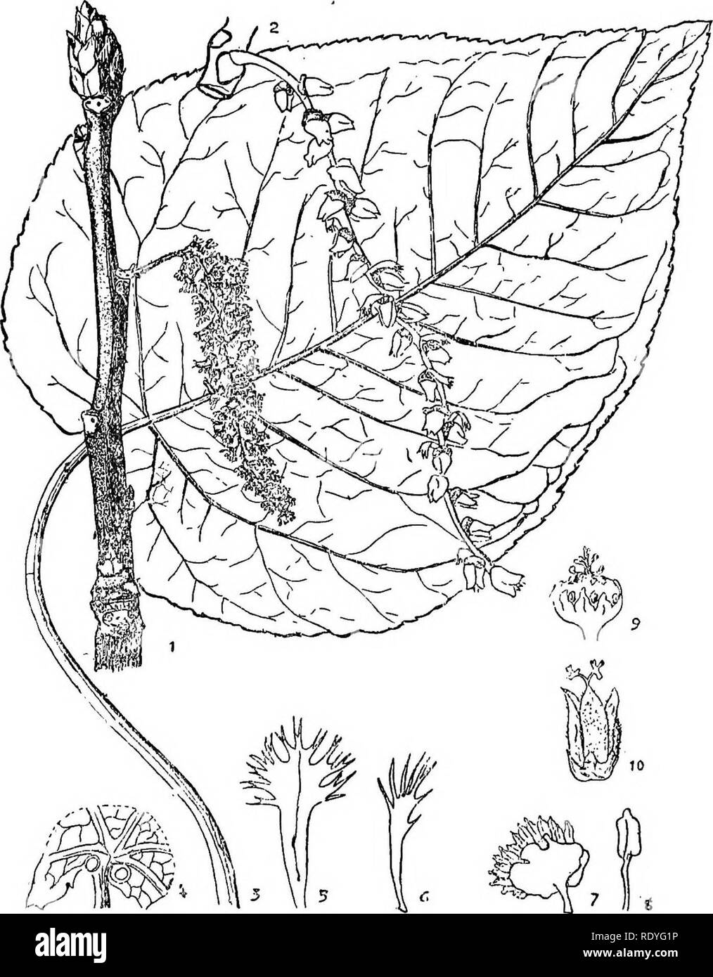 . Chinese economic trees. Trees. SALICAOEAE 55. Plate 17. POPULUS LASIOCARPA Oliver Staminate branch ; 2. Fruits; 3. Leaf; 4. Under side of leaf, show- ing glands; 5. Bract of pistillate flower ; 6. Bract of staminate flower; 7. Staminate flower; 8. Stamen; 9. Hermaphrodite flower; 10. Pistillate flower. (Enlarged details from Hooker's &quot;Icones Plantarum.&quot;). Please note that these images are extracted from scanned page images that may have been digitally enhanced for readability - coloration and appearance of these illustrations may not perfectly resemble the original work.. Chi?e?n,  Stock Photo
