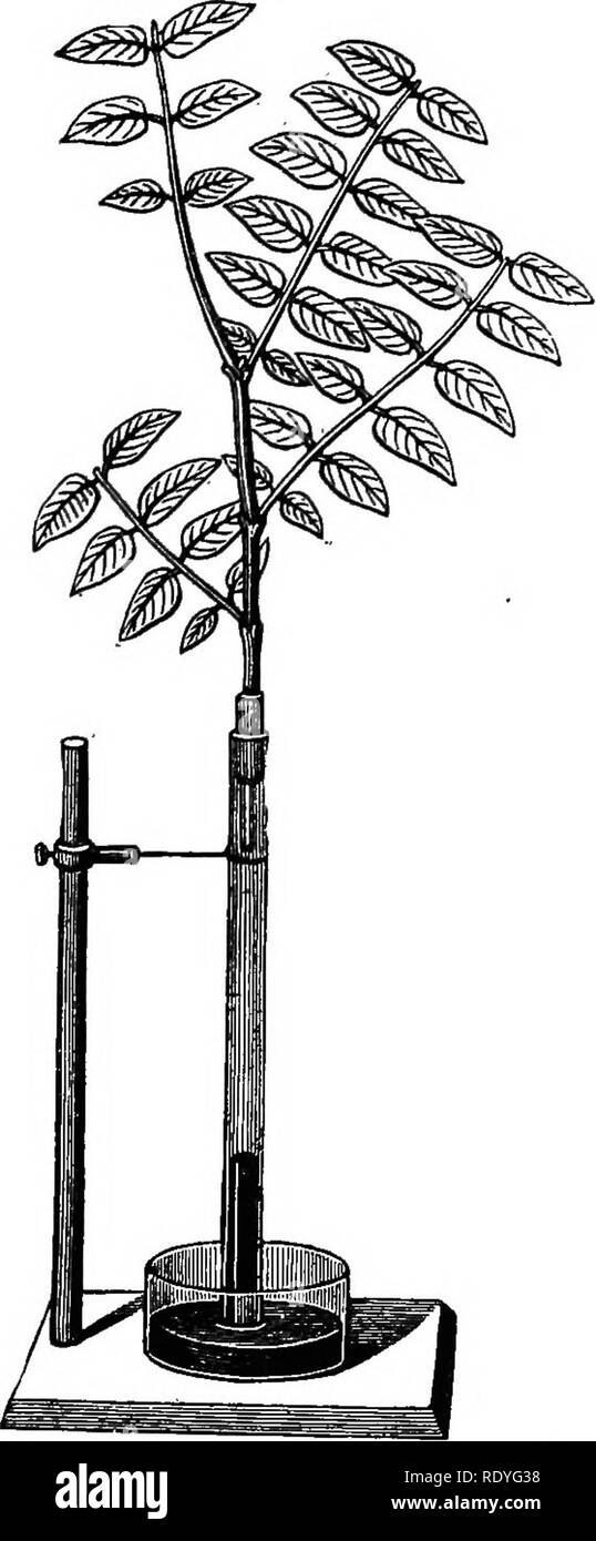 Plant physiology. Plant physiology. MOVEMENT OF MATERIALS IN THE 
