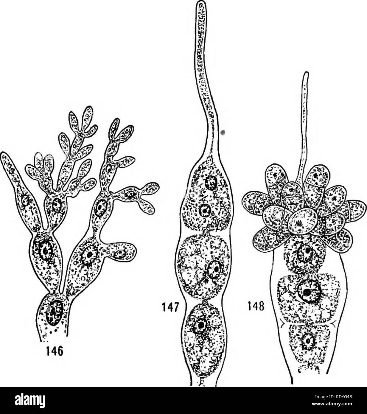 . A textbook of botany for colleges and universities ... Botany. 56 MORPHOLOGY Nemalion. — This marine form will serve to illustrate the simpler red algae. It is a branching filament, and probably produces no tetra- spores. Anlheridia. —The antheridia occur in clusters at the ends of short branches (fig. 146), each antheridium being a single cell, which at first contains a single nucleus. This nucleus divides, so that the protoplast of the mature antheridium contains two male nuclei. Physiologically, therefore, the an- theridium contains two sperms, but they are not organ- ized as morpho- logi Stock Photo