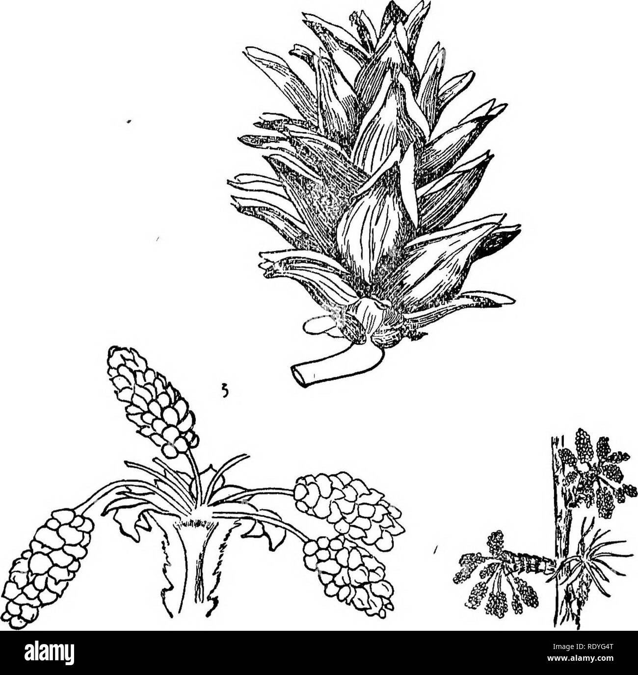 . Chinese economic trees. Trees. PINAOEAE. Plate 4. PSEUDOLARIX KAEMPFERI Gordon 1 Staminate flower clusters, enlarged; 2. Staminate flower clusters: 3. Cone; 4. Cone scale; 5. Seed. (After Veitch).. Please note that these images are extracted from scanned page images that may have been digitally enhanced for readability - coloration and appearance of these illustrations may not perfectly resemble the original work.. Chi?e?n, Huan-yung, 1895-. [Shanghai] Printed by the Commercial Press, Ltd Stock Photo