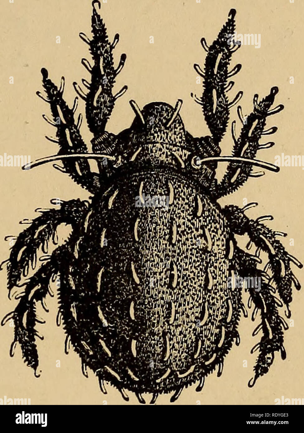 . Economic entomology. Beneficial insects; Insect pests; Thysanura. I.arva of Hermannia crassipes. Ilenn- iiiiia era sipes, oi&quot;.00080 in lenjjtli. Copied from Nicolet'i figure. Copied from Nicolet's figure. Another curious, heavy, lumpy insect common in the neighbour- hood of Paris. It is distinguished by rows of flat spatula-shaped hairs on its body and legs. It also affects mosses. This genus also is represented in Spitzbergen, a species named H. reticulata having been described by Thorell. Genus Cepheus {Koch), Same character as Notaspis, but the tectum attached to the cephalothorax on Stock Photo