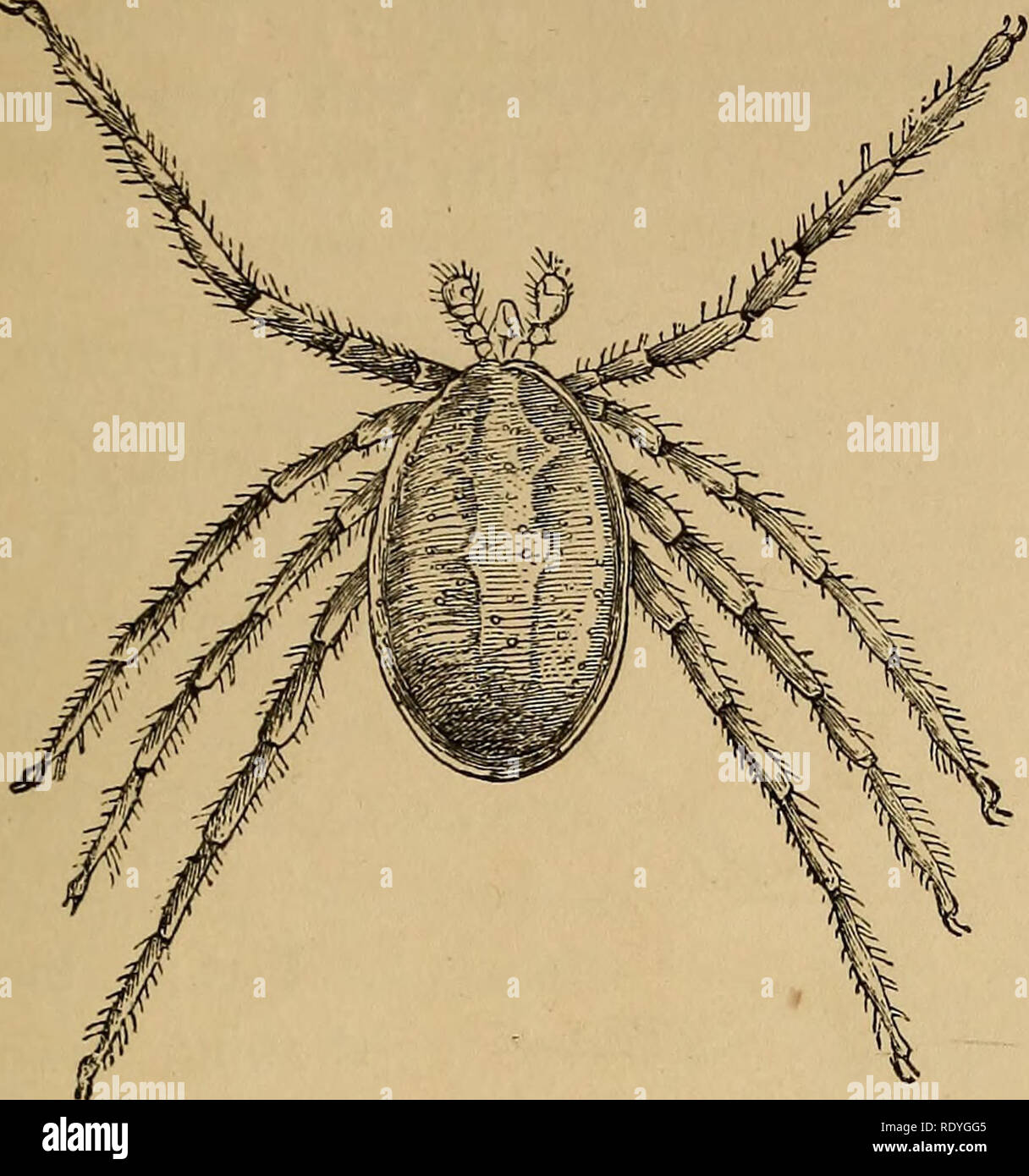 . Economic entomology. Beneficial insects; Insect pests; Thysanura. TICKS, 199 CASE is blood-red; the male sometimes reddish-yellow, or yellowish XTI brown. It is long-legged, like most of the bat species.. Haemalastor gracilipes. Copied from Kolenati's figure. o'0023 to o&quot;oo44 of a Parisian metre in length. Genus Dermacentor {Koch). With small, flat, pale eyes, and very short broad palpi. Dermacentor pardalinus {Koch). Oval; legs thick, the thighs of the posterior pair toothed below, rust-red in patches, in a sort of network of yellowish-white. From Hungary.. Please note that these image Stock Photo