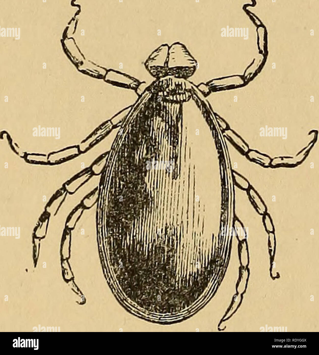 Beneficial insect parasite hires stock photography and images Alamy