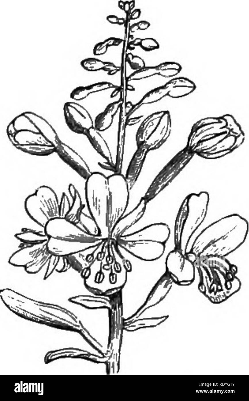 . On British wild flowers considered in relation to insects. Flowers; Fertilization of plants by insects; Plants. 42 RELATION OF THE SIZE OF FLOWER [chap. tioned, the curious fact was first noticed that the pistil did not mature until the stamens had shed their pollen. E. aiigustifolmm (Fig. 47) has conspicuous purplish- red flowers, in long terminal bunches or racemes, and is much frequented by insects ; E. parviflorum (Fig. 48), on the contrary, has small solitary flowers, and is seldom visited by insects. Now, to the former species the visits of insects are necessary, since the stamens ripe Stock Photo
