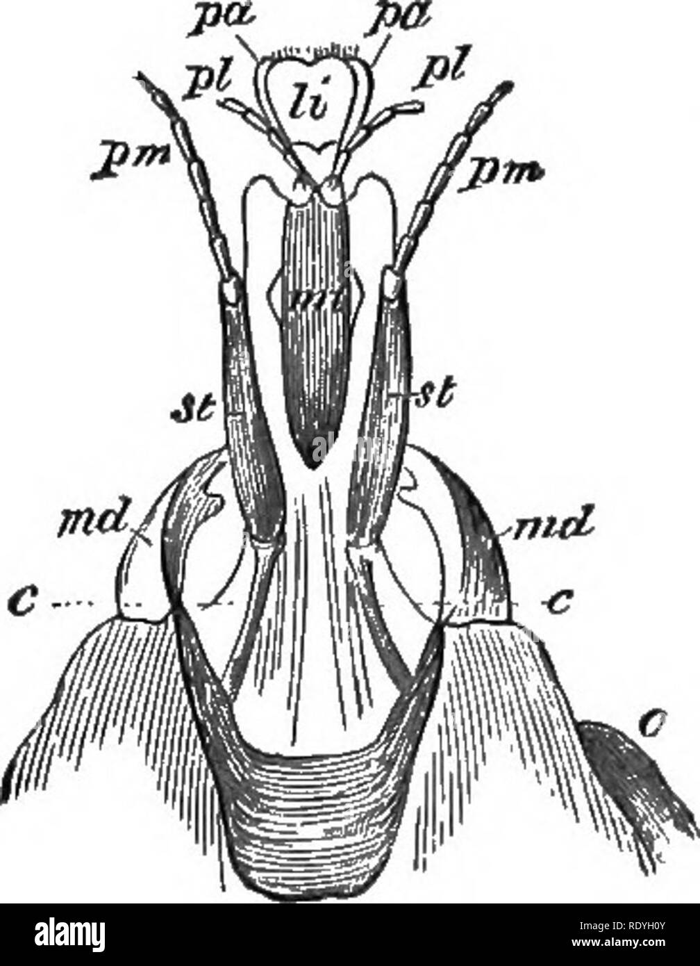 . On British wild flowers considered in relation to insects. Flowers; Fertilization of plants by insects; Plants. â 4 MOUTH OF WASP. [chap. Fig. 12 represents the mouth parts of a bee, Prosopis (Fig. 13), seen from below ; m d being the mandibles ; pm, the palpi of the maxillae la, pi, those of the lower lip. The bees belonging to this genus construct their cells in sand, or in the centre of dry bramble^ sticks, lining them with a transparent mucus, which they smooth down with their trowel- like lower lip (Fig. 12 li), and which hardens into a thin mem- fjg. 12.âFront part of head of branc (Sm Stock Photo