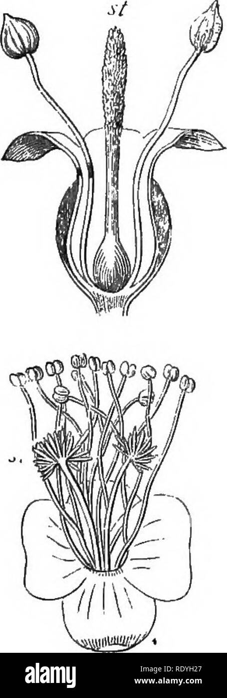 . On British wild flowers considered in relation to insects. Flowers; Fertilization of plants by insects; Plants. lo WIND-FERTILISED FLOWERS. [chap. Even in nearly allied plants this difference is well marked, in illustration of which Axell gives the following figures taken from Maout and Decaisne's &quot;Traits g^nerale de Botanique&quot;:—Fig. 7 represents a section of a flower of Plantago major, which is wind-fertilised ; Fig. 8 of an allied species, Plumbago Fic;. 7.. Please note that these images are extracted from scanned page images that may have been digitally enhanced for readability  Stock Photo