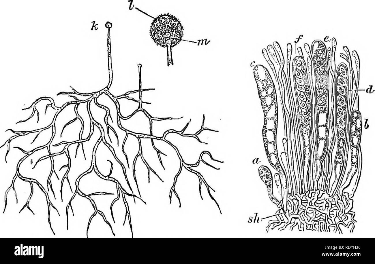 . An introduction to vegetable physiology. Plant physiology. EBPEODUCTION 419 only the Alga but the Fungi afford examples of the development of such cells, conspicuous among them being Saprolegnia and its allies (fig. 165). These free-swimming protoplasts are known as zoospores or zoogonidia. Each on coming to rest clothes itself with a cell-wall, and can develop into a plant exactly like the one from which it arose. These zoogonidia are developed by the protoplasm of a single cell dividing up into a variable but often large number of separate protoplasts, the process being known as. Fig. 166. Stock Photo