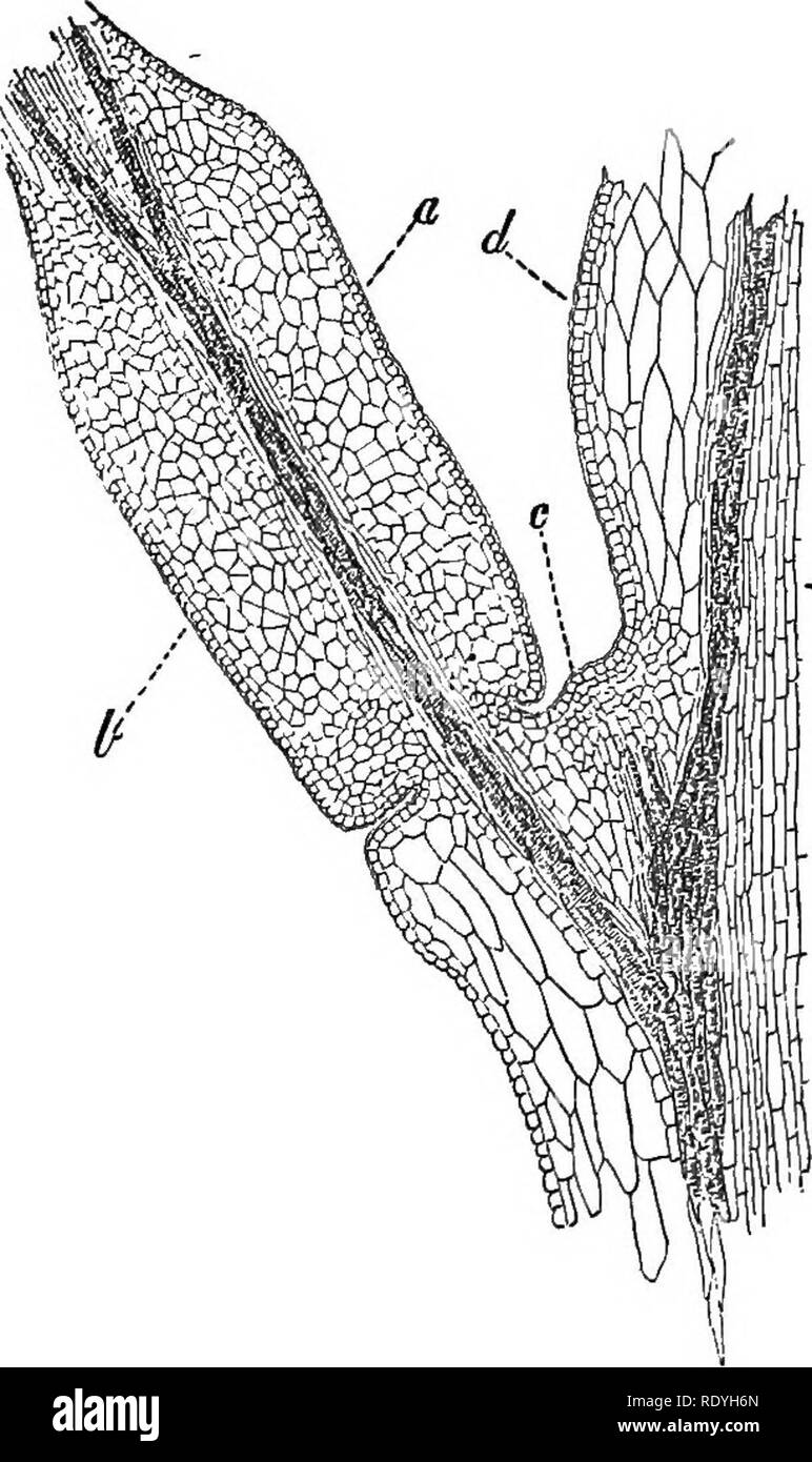 . An introduction to vegetable physiology. Plant physiology. EHYTHM 355 our attention here. Fig. 152 represents a longitudinal section through one of them, which occurs at the base of a leaflet of Mimosa. The stalk of the leaflet shows a swelling at the point of union with the rachis, the pro- tuberance being greatest on the under side. Here there is a cushion of cells which are capable of containing a. Pig. 152.—PuLvinus or Mimosa. a, b, the succulent parenchyma of its upper and lower sides; d, parenchyma of rachis ; e, pith. c, bud; relatively considerable quantity of water. When turgid they Stock Photo