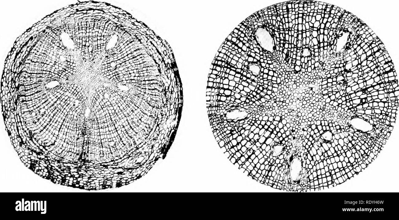 . Morphology of angiosperms (Morphology of spermatophytes. Part II). Angiosperms; Plant morphology. A A BB Fig. 112.—. cotyledonary bundle of Cephalotaxus drupacea: px, protoxylem; .c1, cei tripetal wood; .ra, centrifugal wood; tf, transfusion tissue; Y, longitudinal sectio of ootyledonary bundle of Cepkahtaxus Fortunei: ph, phloem; other lettering as i .1&quot;; Z, small branch of Thuja oceidentalis; A A, mot of Pin us Strobus; JJJJ, part &lt;. Please note that these images are extracted from scanned page images that may have been digitally enhanced for readability - coloration and appearan Stock Photo