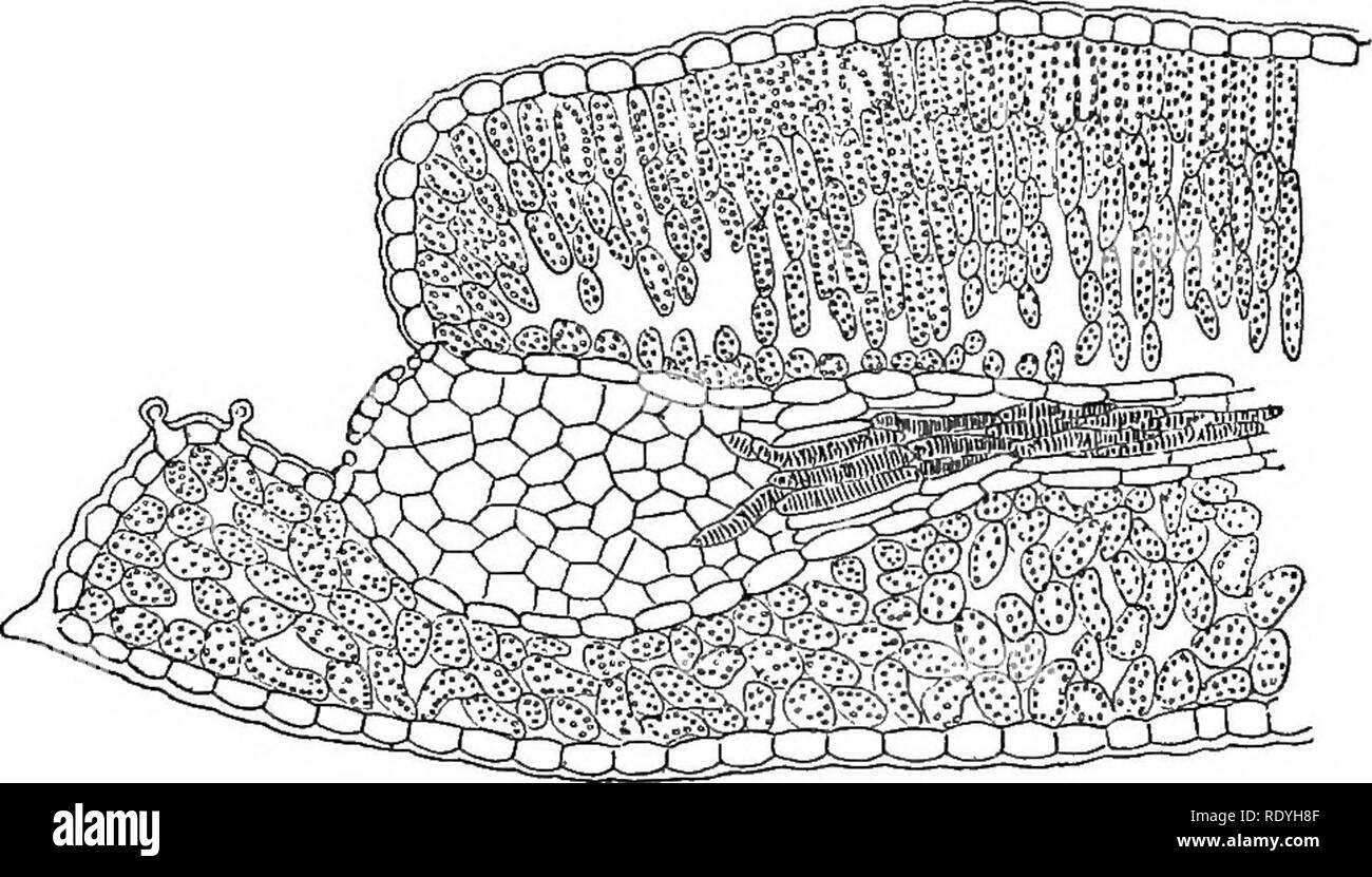 . An introduction to vegetable physiology. Plant physiology. 336 ...