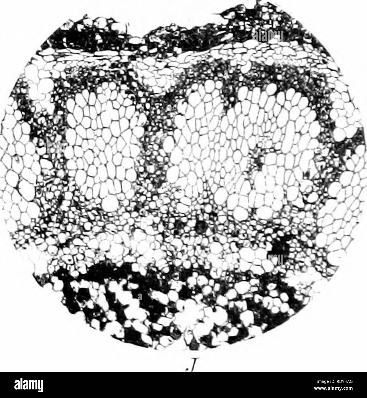 . Morphology of angiosperms (Morphology of spermatophytes. Part II ...