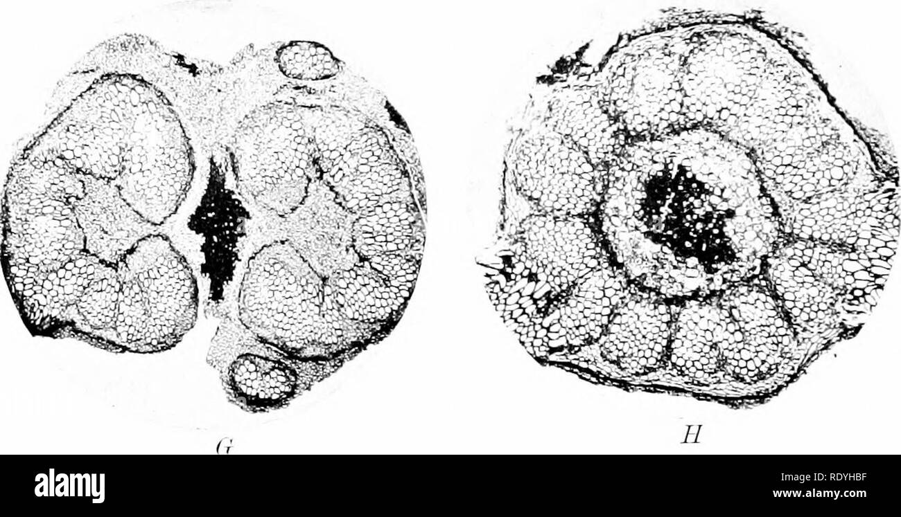 . Morphology of angiosperms (Morphology of spermatophytes. Part II ...