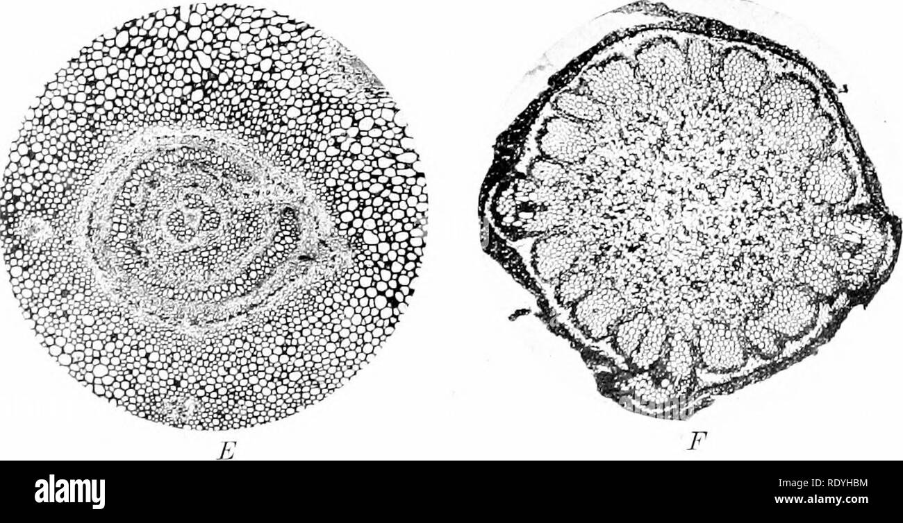. Morphology of angiosperms (Morphology of spermatophytes. Part II). Angiosperms; Plant morphology. Fig. Ids.—.1. part of stem of Gleichenia flabellata ; B, stem of Adiantvm palatum ; C, rhizome ofPti ris aquilina ; D, young stem of same ; E, stem of Selaginella tat mgata ; F. central cylinder of Osmunda Claytoniana.. Please note that these images are extracted from scanned page images that may have been digitally enhanced for readability - coloration and appearance of these illustrations may not perfectly resemble the original work.. Coulter, John Merle, 1851-1928; Chamberlain, Charles Joseph Stock Photo