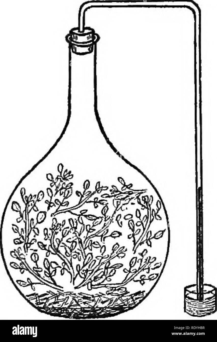 . An introduction to vegetable physiology. Plant physiology. KESPIKATION 287 to a bright sunlight, is shown in fig. 131. It consists of a glass vessel which can be closed by a cork through which a bent glass tube of small calibre is passed. The tube is carried over and made to dip into a small dish containing mercury. The bottom of the vessel is covered with finely broken glass, upon which is poured a strong solution of caustic potash. Above the latter, supported by the glass so as not to be in contact with the alkali, is placed the plant to be examined. Watercress or any other herbaceous plan Stock Photo